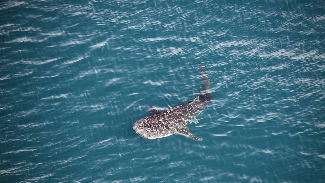 whale shark tours